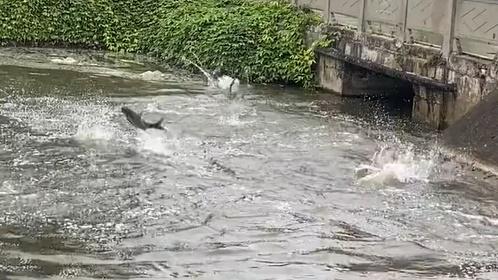 巧合抑或感應？四川河中魚地震前狂跳出水面。(微博)