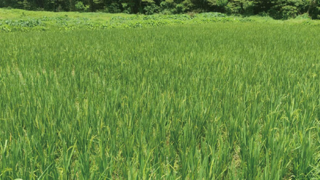 二澳──香港的農業文化遺產