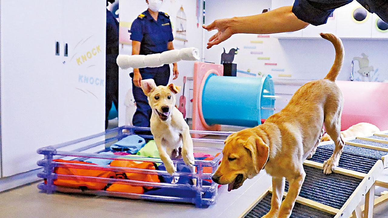 海關首與機場保安公司繁殖搜查犬 領犬員：心情猶如「準爸爸」