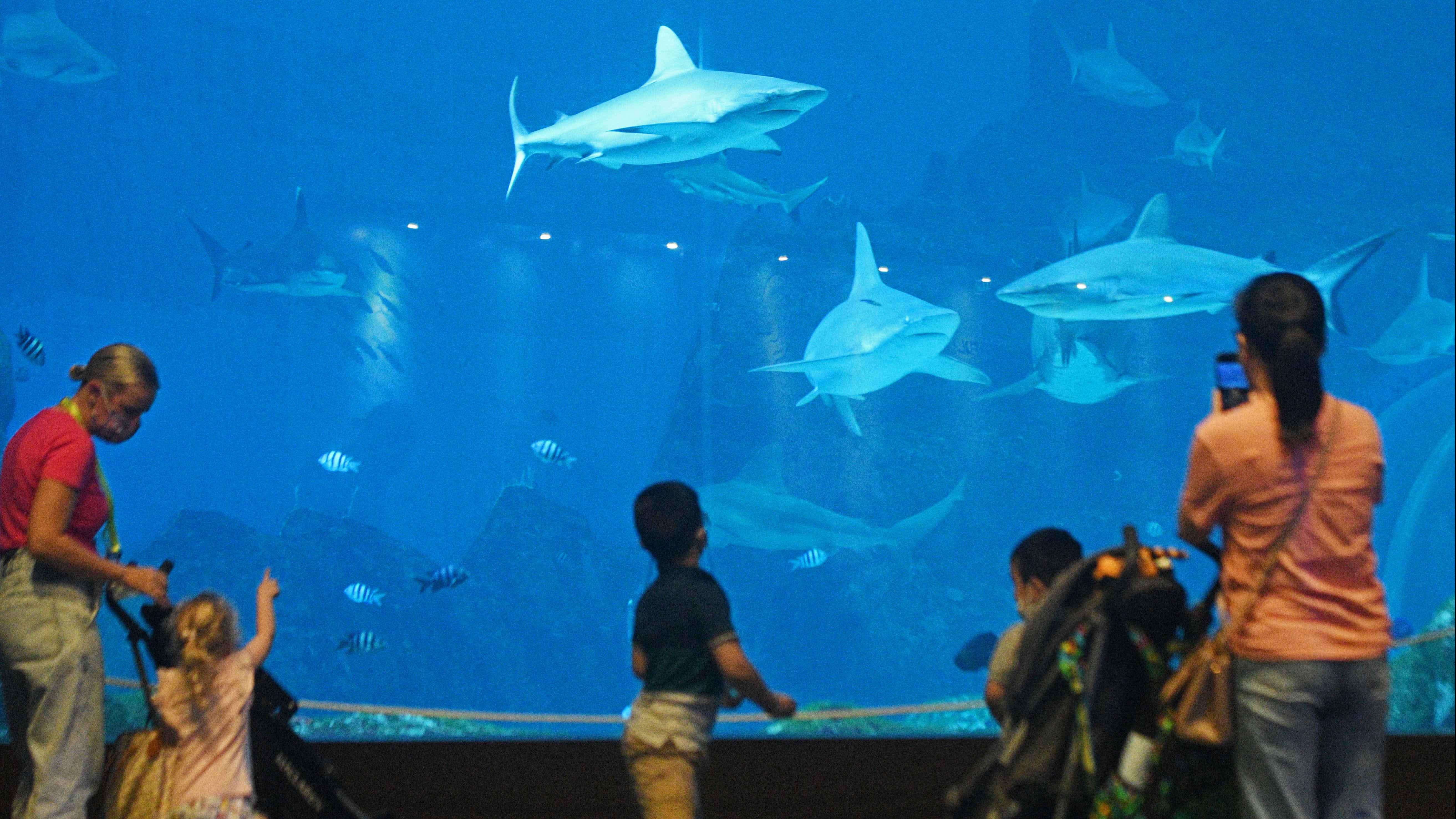 新加坡聖淘沙S.E.A.海洋館