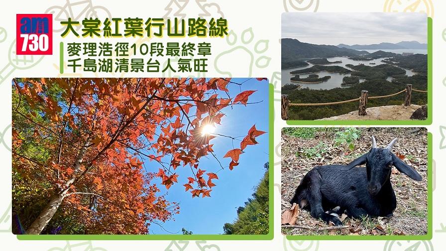 大棠紅葉行山路線