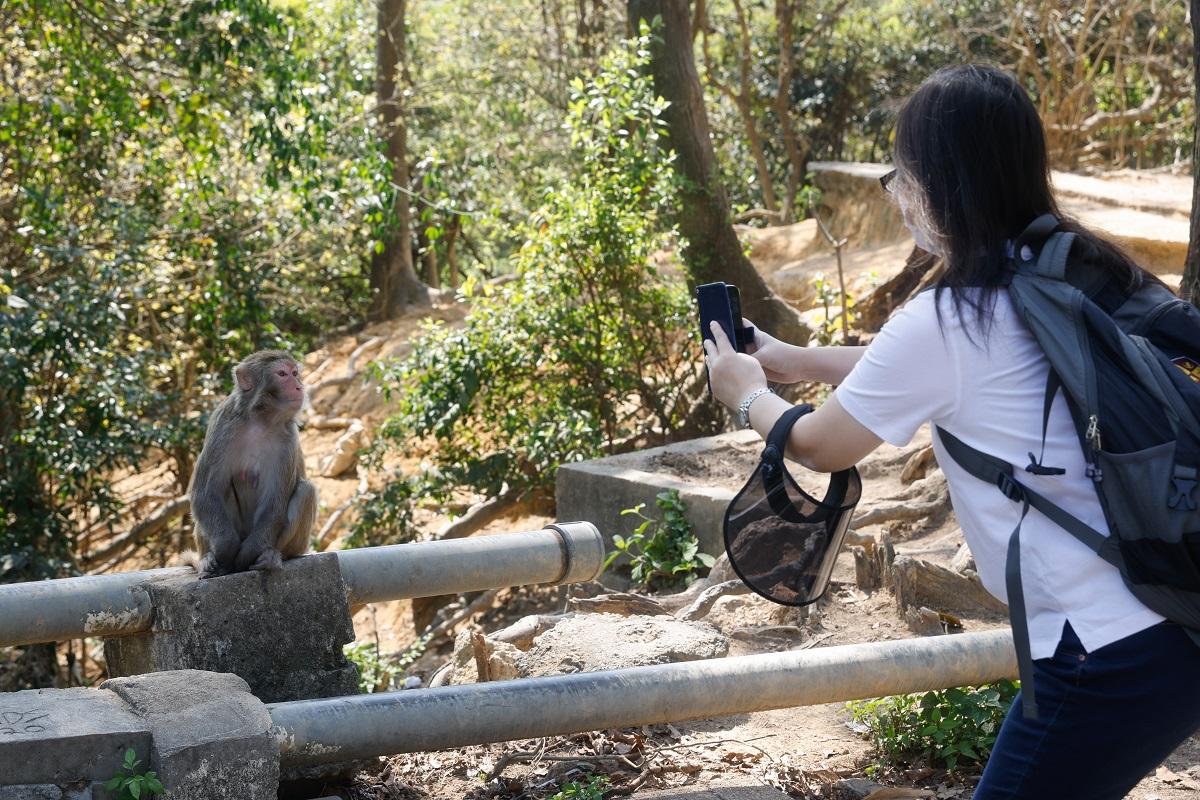 金山郊野公園經常有猴子出沒；圖非當事人。(資料圖片／蘇文傑攝)
