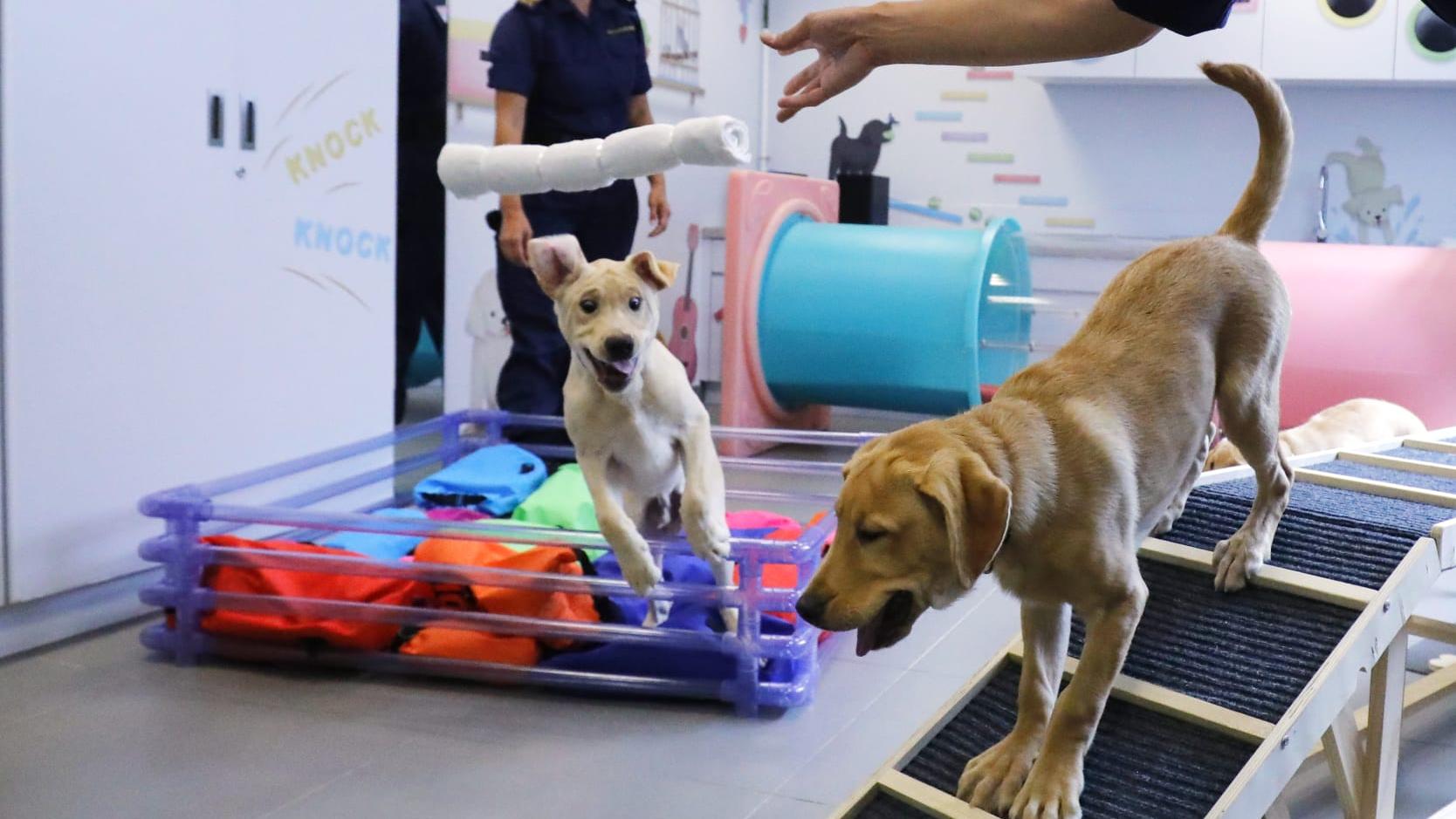 海關與機場保安繁殖8搜查犬