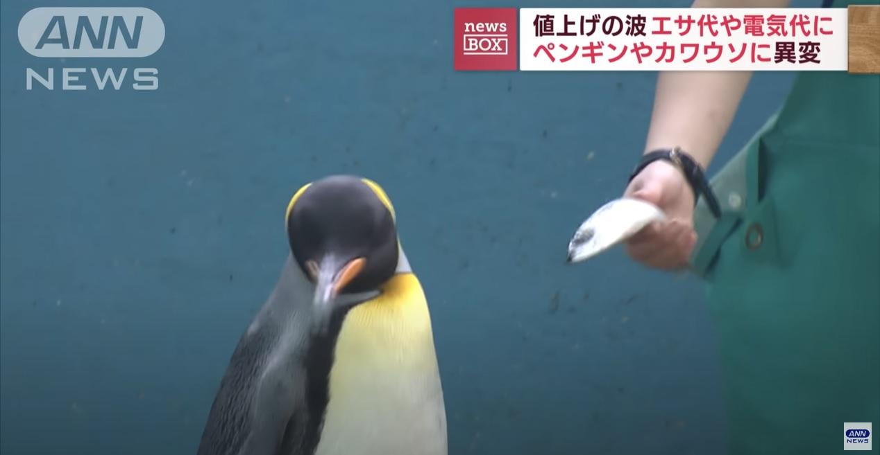 企鵝別過頭，拒吃鯖魚。(互聯網)