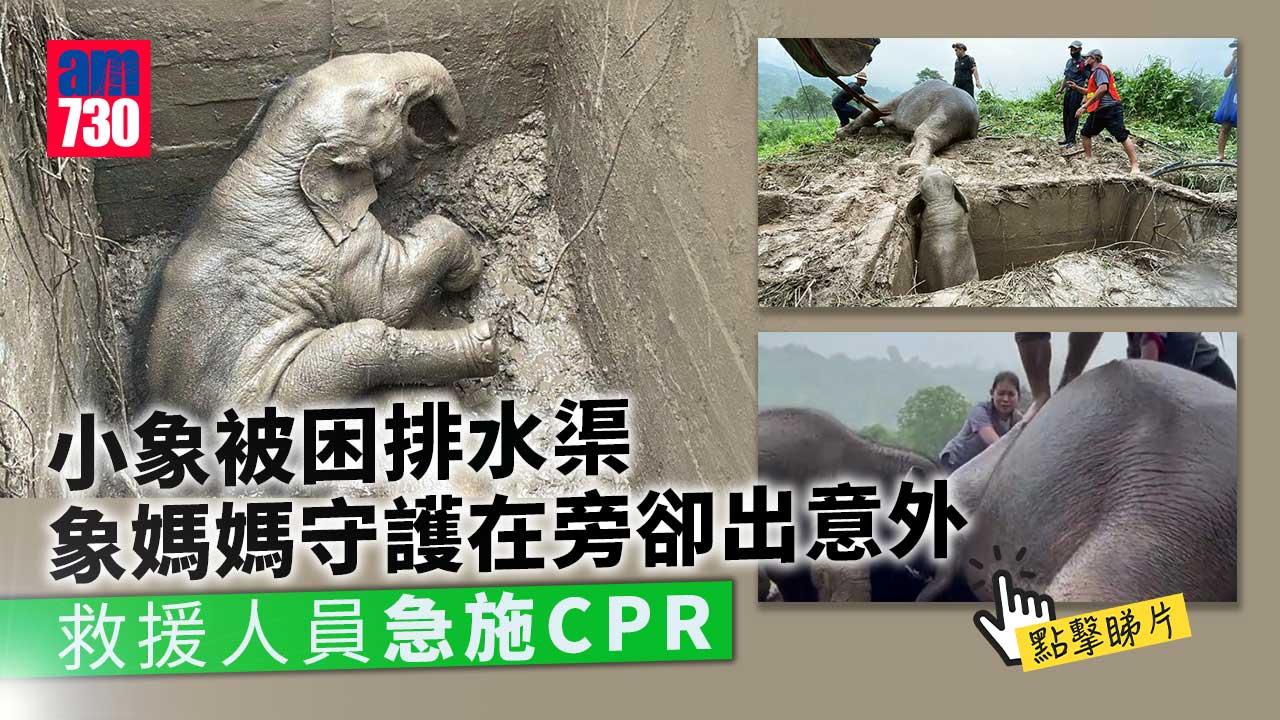 小象被困排水渠象媽媽守護出意外　救援人員急施CPR(有片)