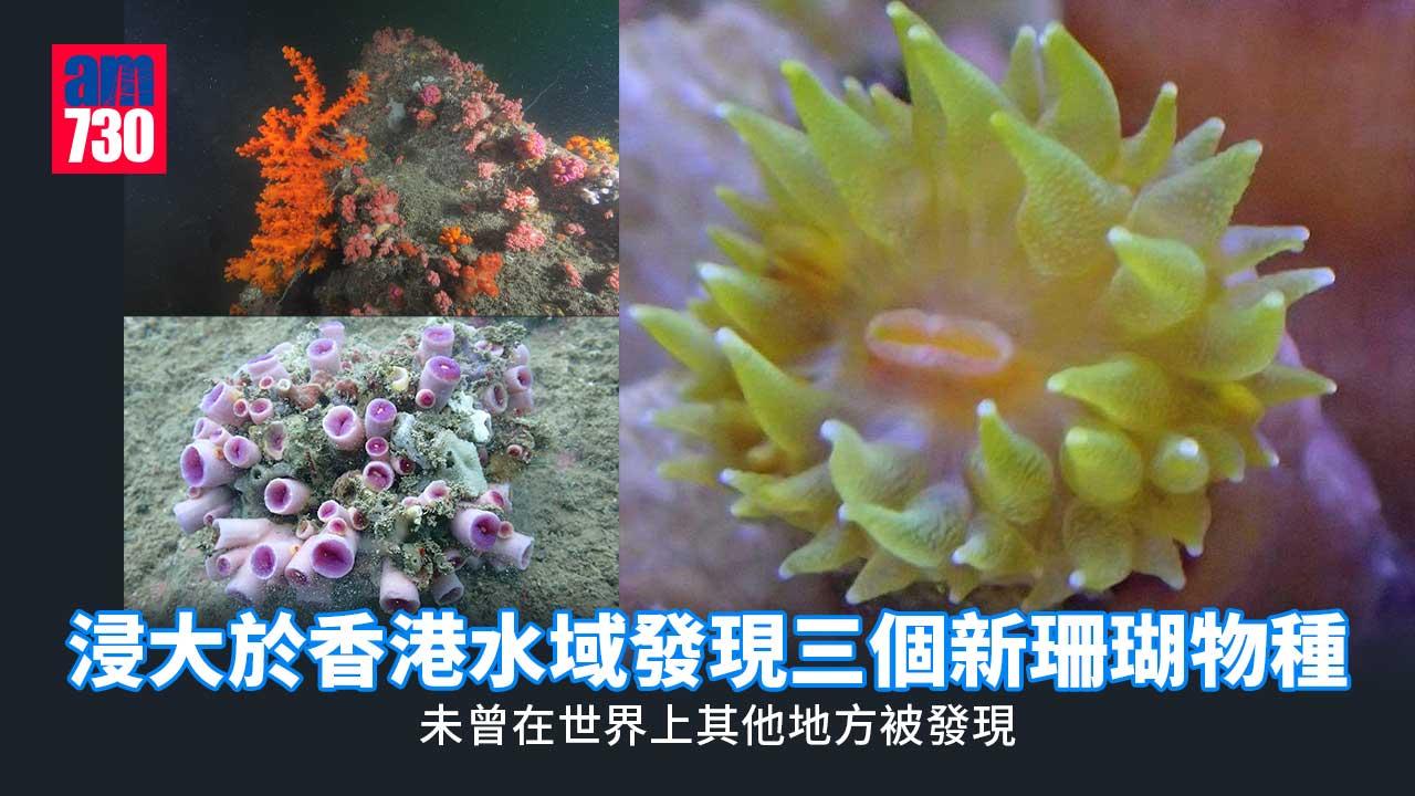 浸大於香港水域發現三個新珊瑚物種-未曾在世界上其他地方被發現