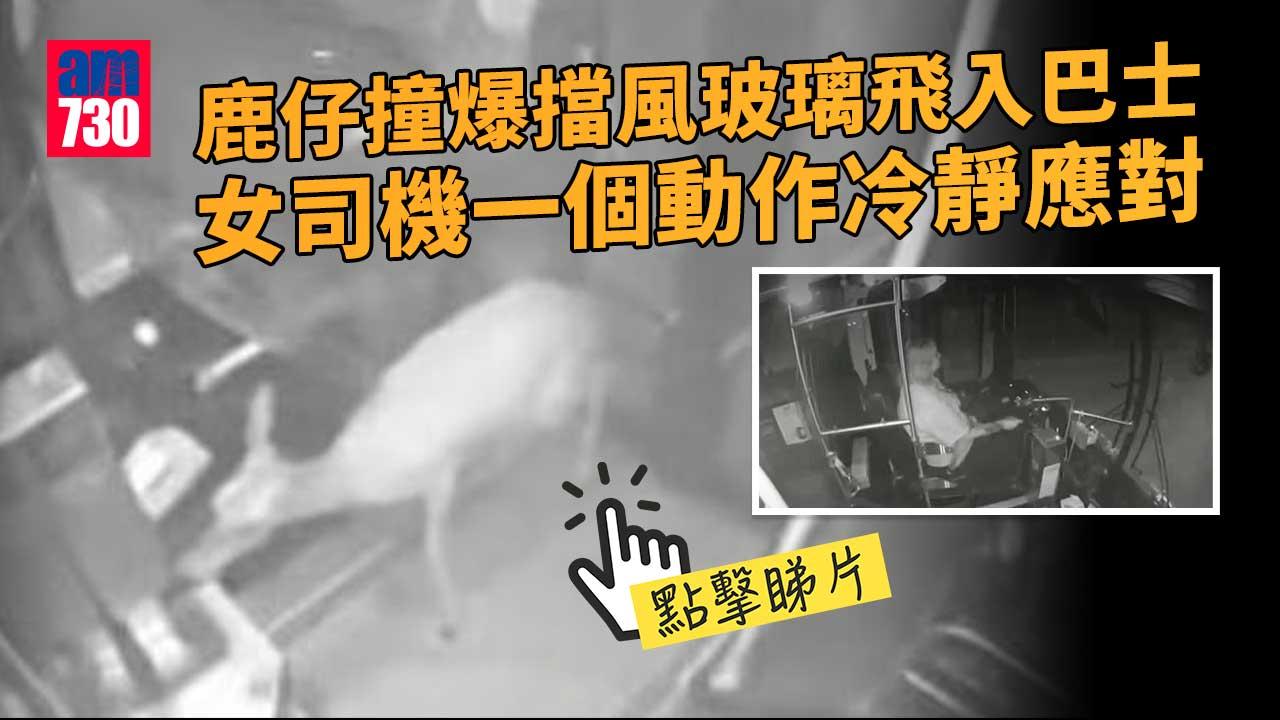 鹿仔撞爆擋風玻璃飛入巴士 女司機一個動作抵讚(有片)