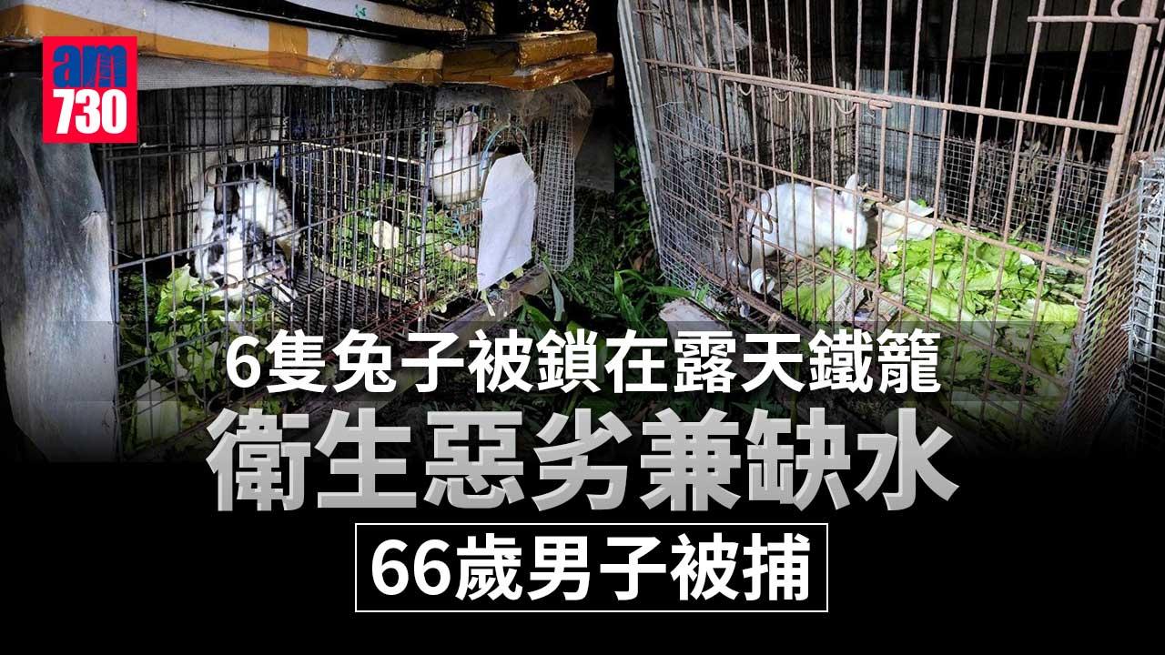 6兔鎖露天鐵籠衛生惡劣兼缺水-66歲男子涉殘酷對待動物被捕