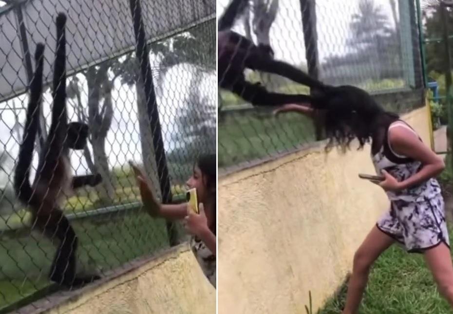 女孩拍打鐵籠，即被蜘蛛猴猛力扯著頭髮。(互聯網)