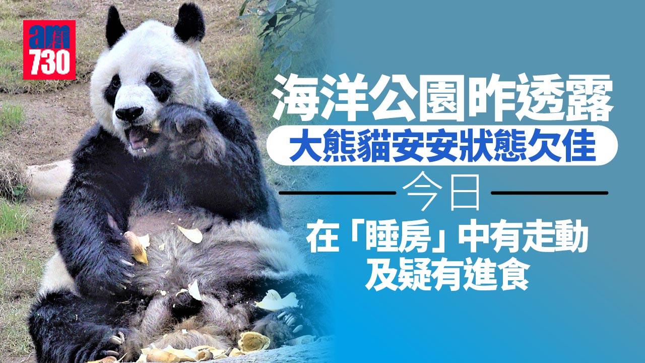 大熊貓安安「睡房」中有走動及疑有進食　海洋公園籲集氣