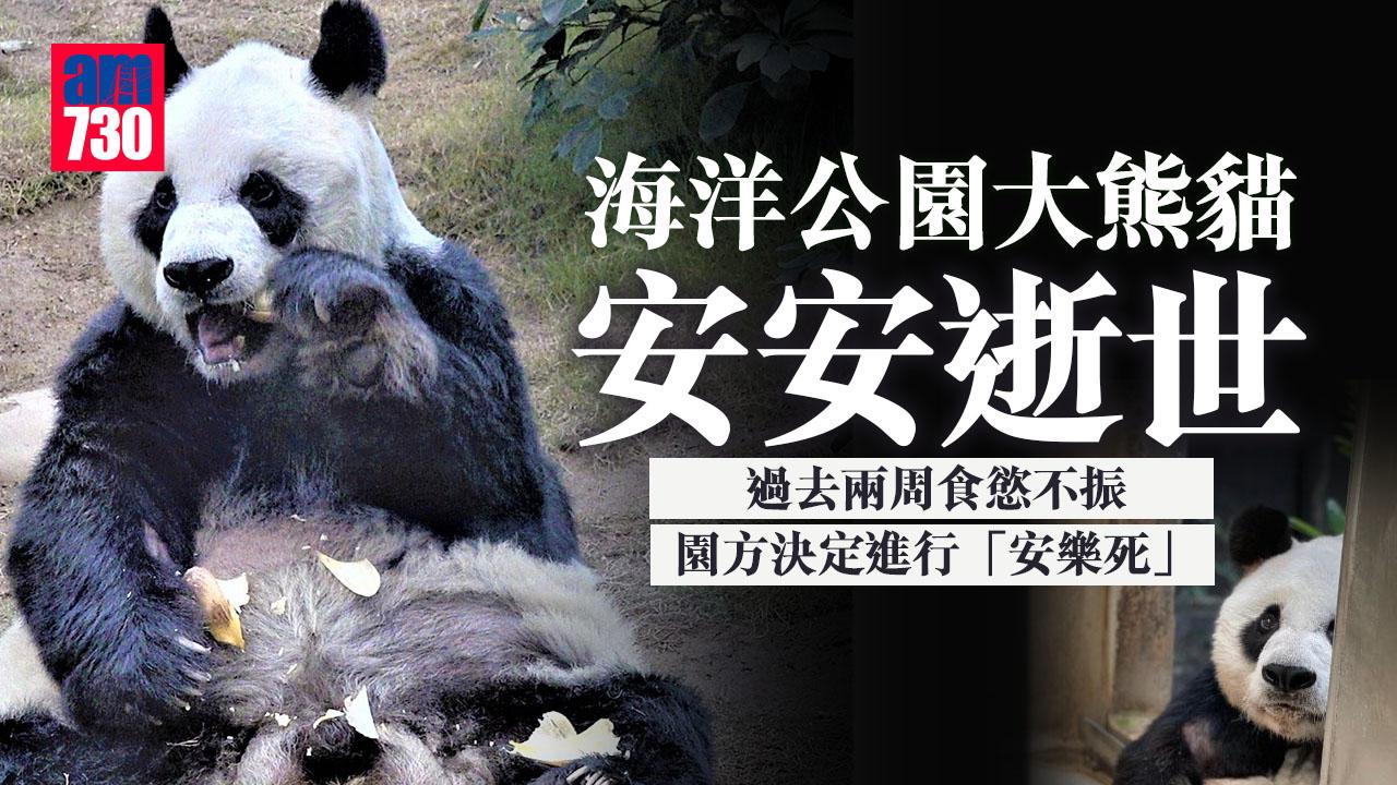 海洋公園大熊貓安安逝世　過去兩周食慾不振園方決定進行「安樂死」