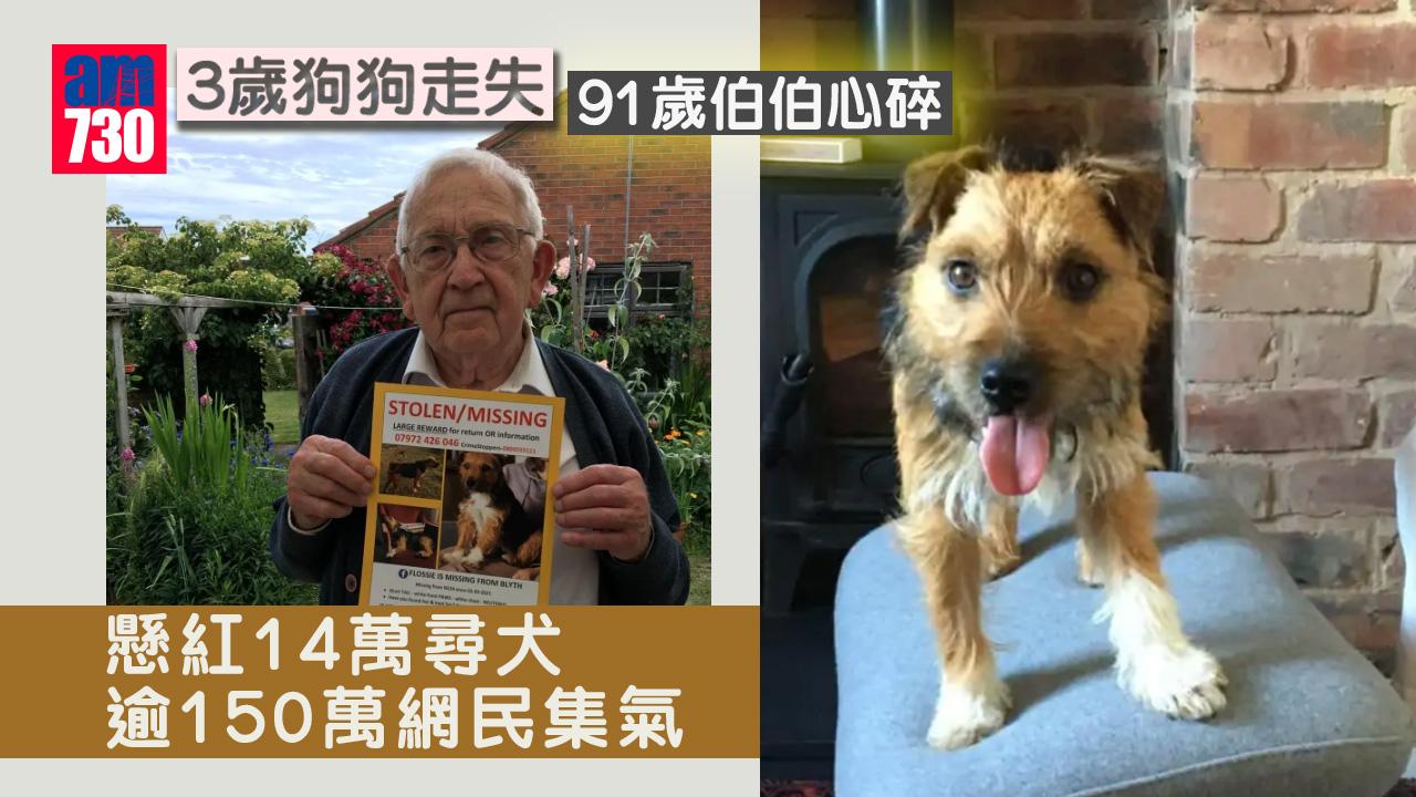 愛犬走失 91歲伯伯心碎 懸紅14萬求助 逾150萬網民集氣
