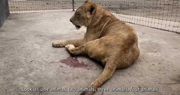 獅子尾巴斷了一截，地上有疑似血漬。(互聯網)