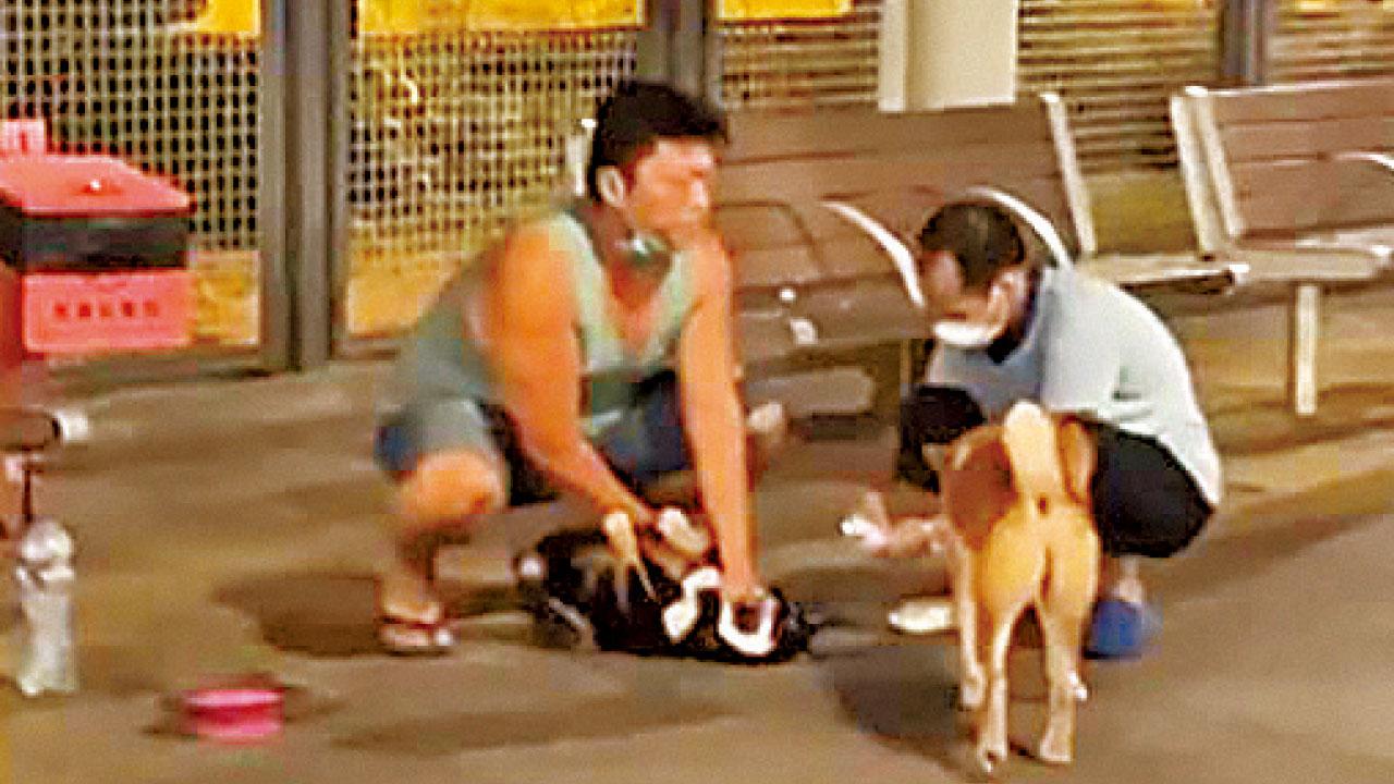 柴犬遭壓地狂掙扎悲鳴 主人辯稱教狗 涉虐待被捕