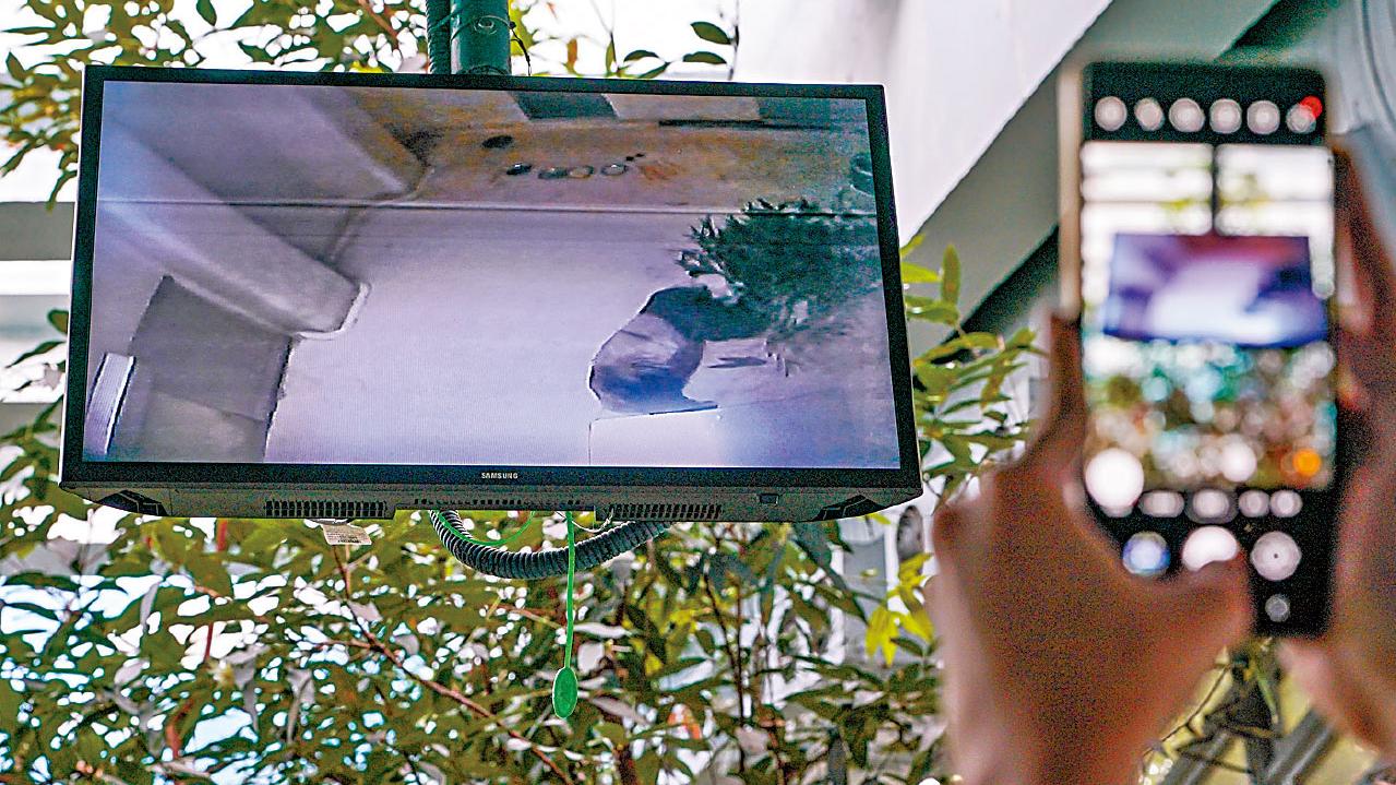 大熊貓安安有走動及疑進食 海洋公園籲集氣