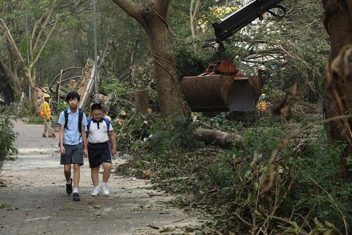 政府收到24宗塌樹報告，風暴期間1人受傷入院。(資料圖片)