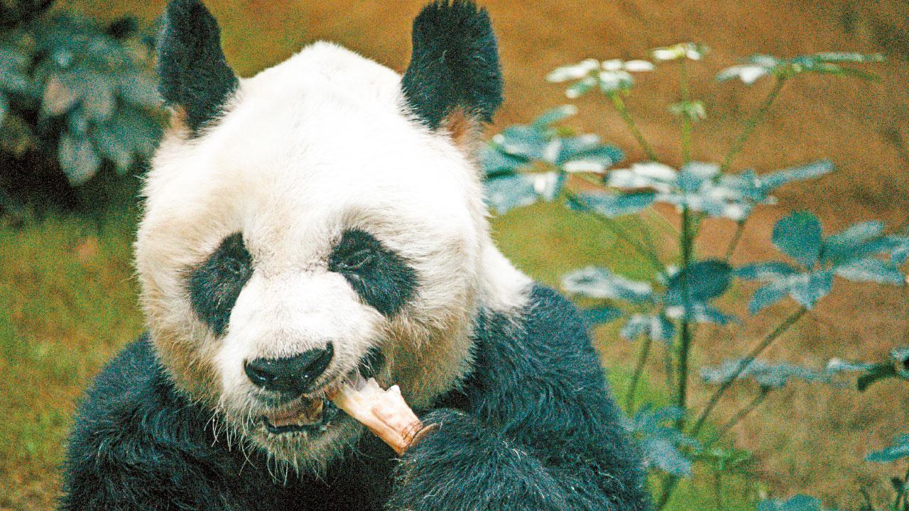 多謝安安 伴港人23載 安樂離世