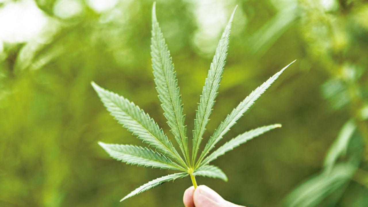 疫下濫用藥物新趨勢 遠離大麻等毒品免損身心