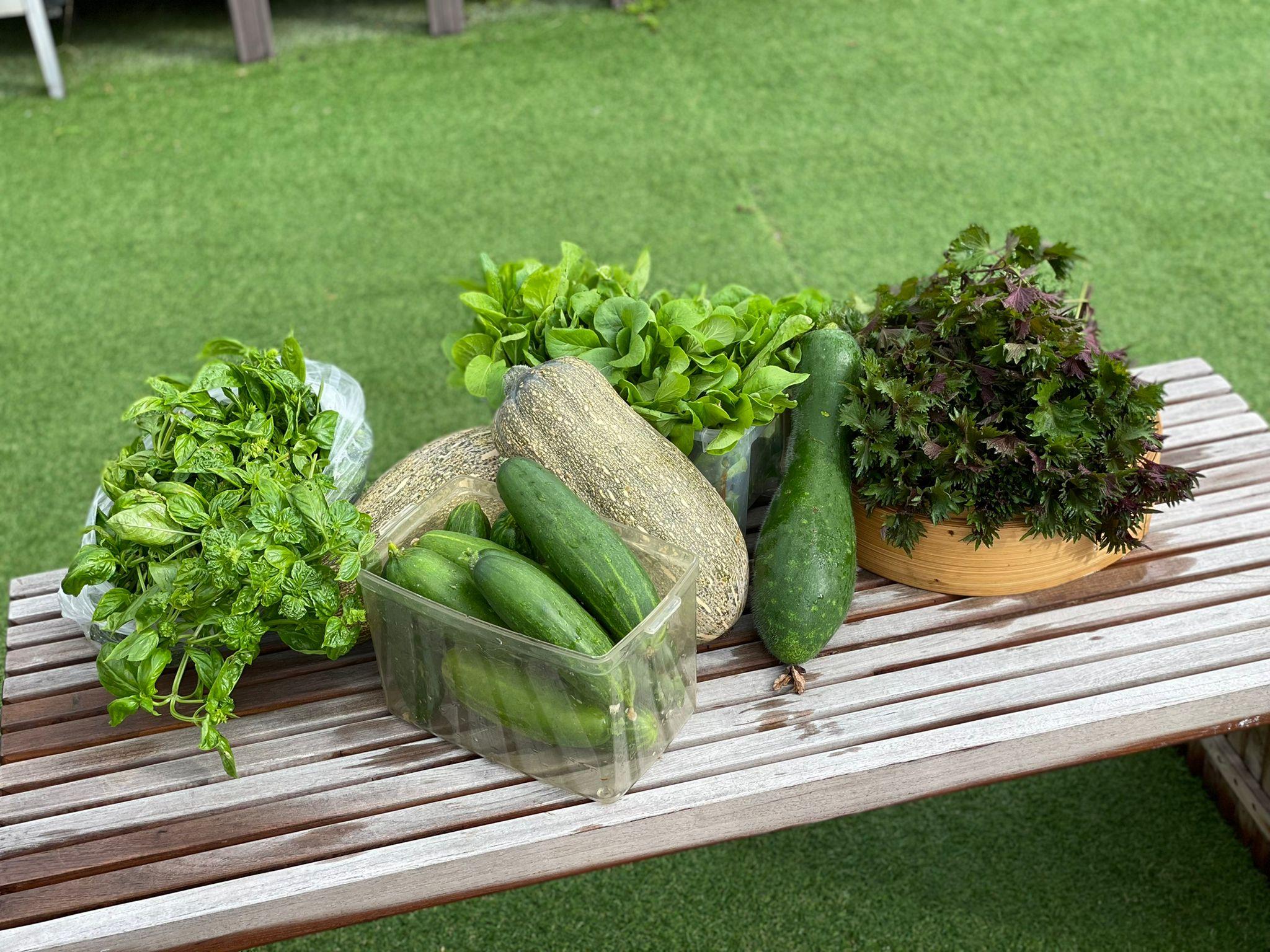 室內水耕種植 天台農場 都市農夫新體驗