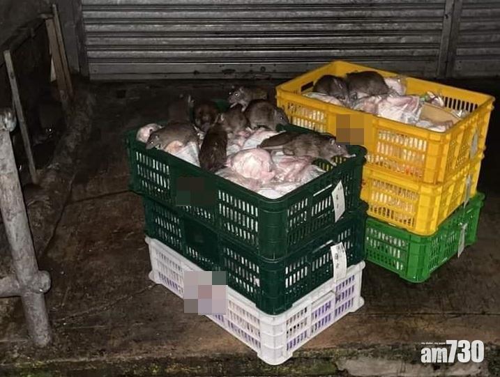 食環署首輪行動捕獲1024隻老鼠 發逾800張定額罰款