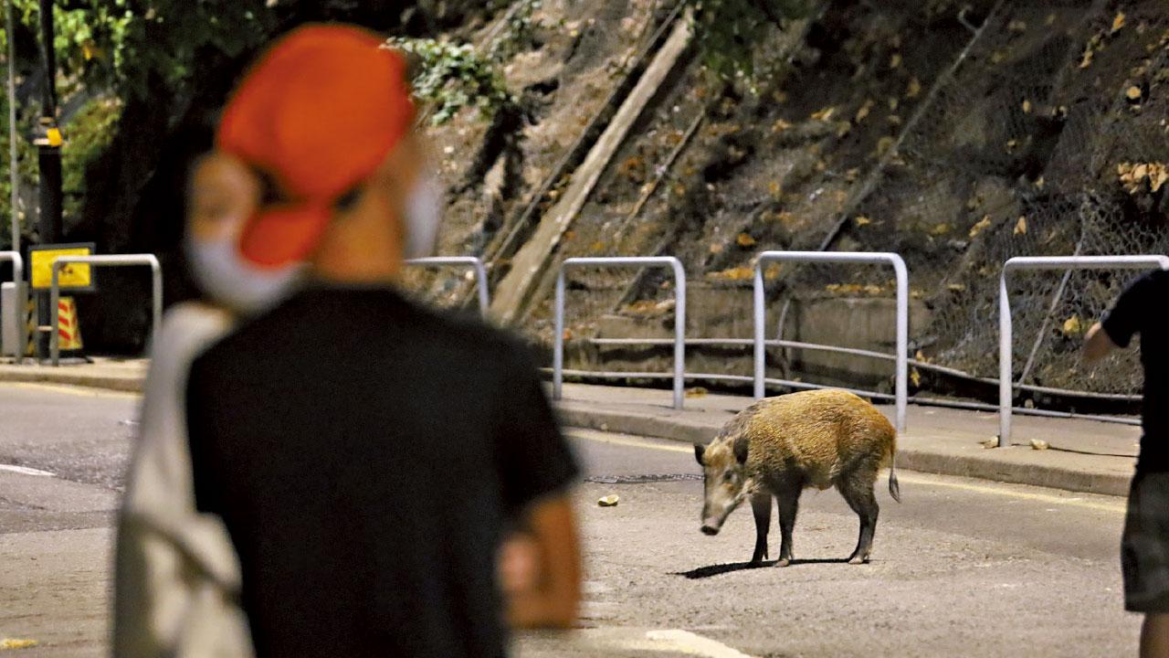 擬修例禁餵區擴展至全港 餵野豬最高罰十萬