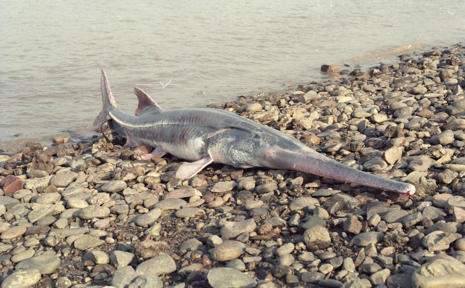 國際自然保護聯盟(IUCN)正式宣布長江白鱘滅絕。(互聯網)