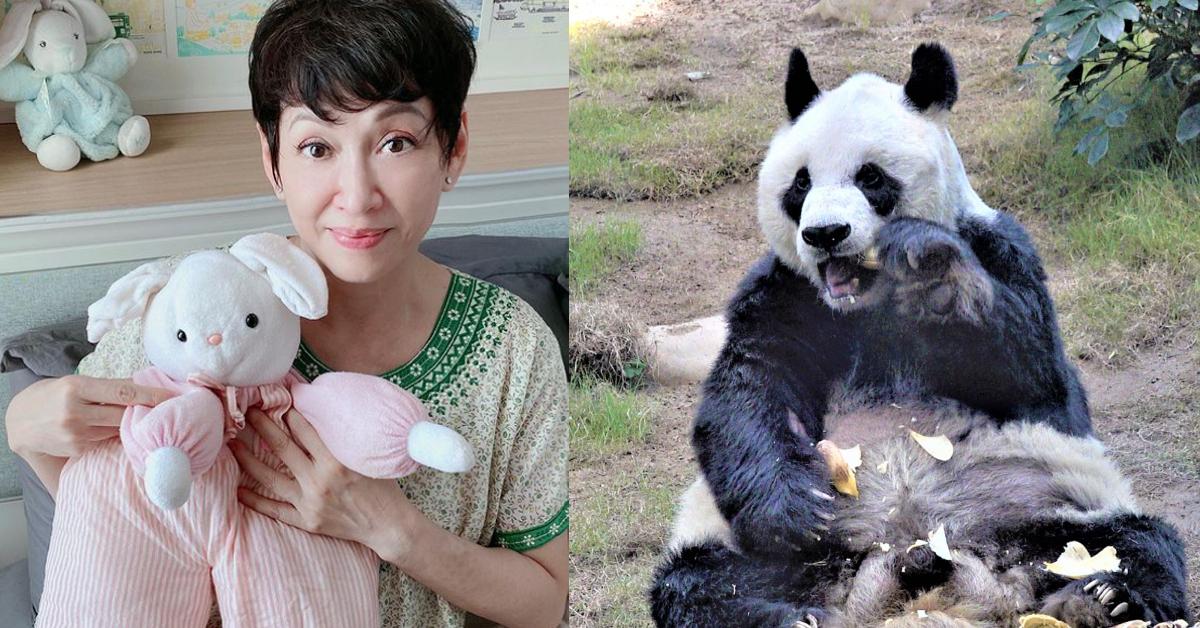 余安安名字由黃霑操刀 靈感來自大熊貓安安