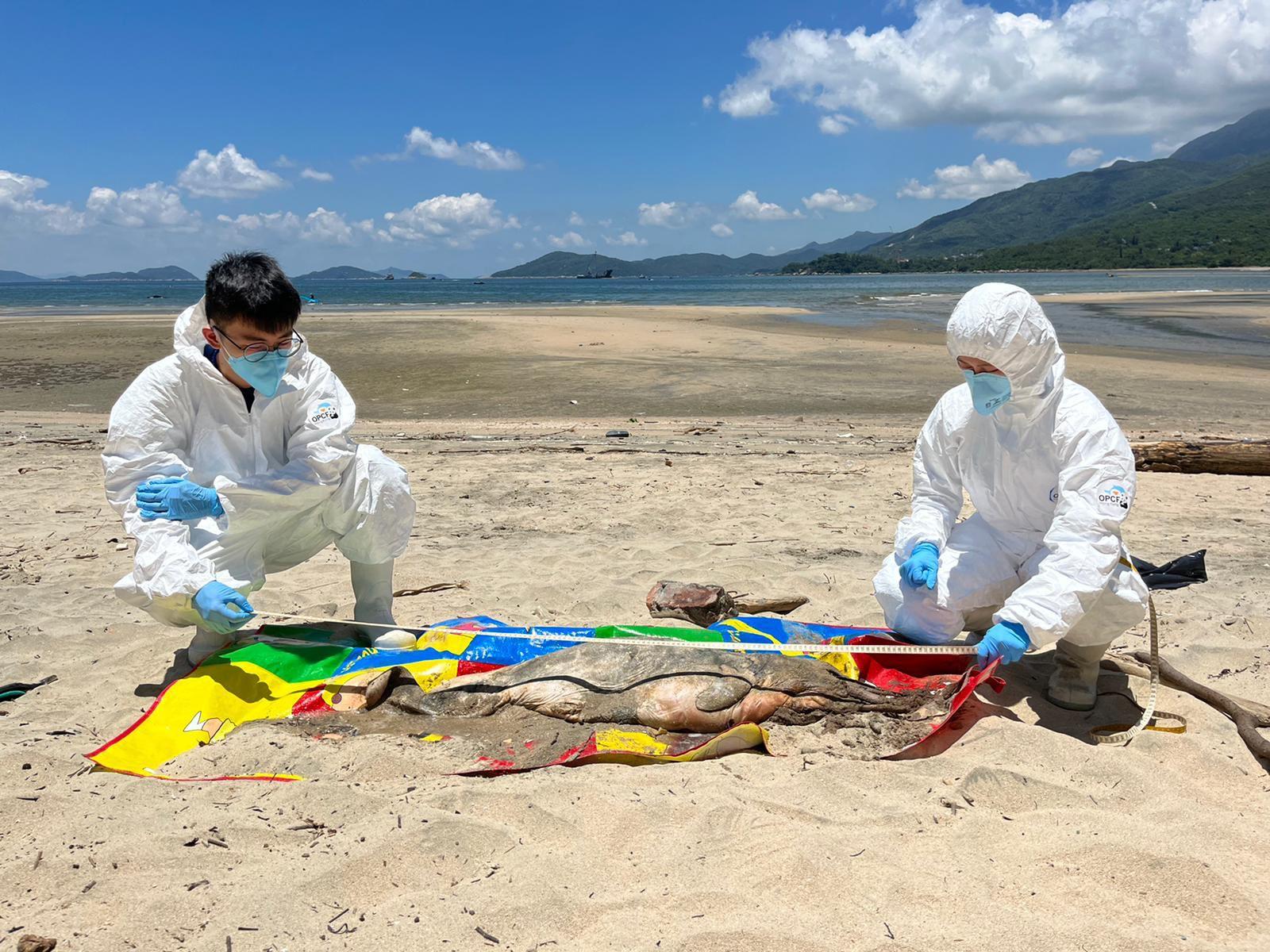 中華白海豚屍體再現貝澳泳灘，本年度第17宗。