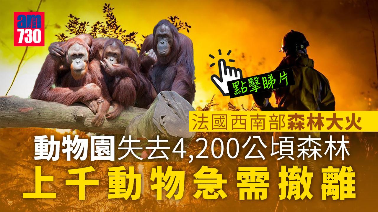 熱浪侵襲｜法國大火蔓延　動物園上千動物急需撤離(有片)