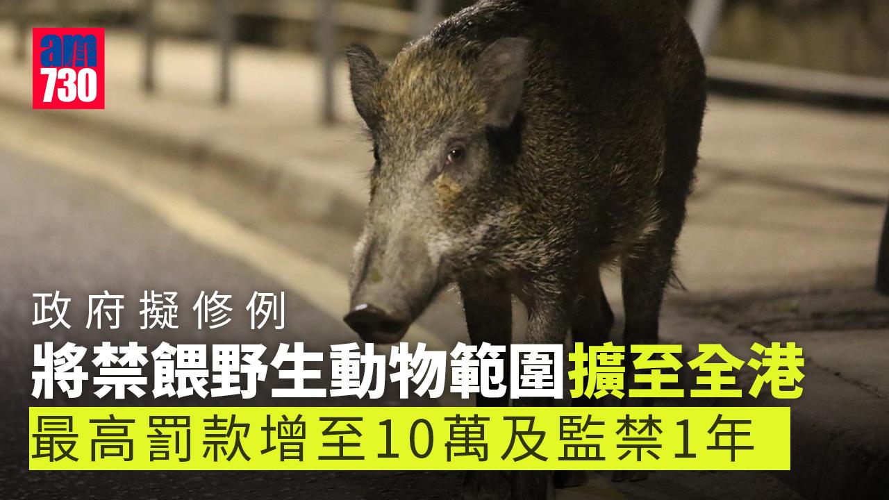 野豬｜禁餵野生動物範圍擬擴至全港 最高罰款增至10萬及監禁1年