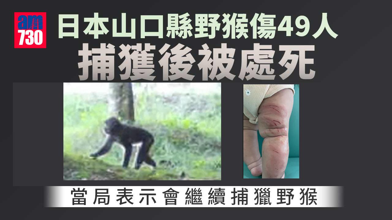 日本傷人野猴捕獲後被處死　累計49人受傷