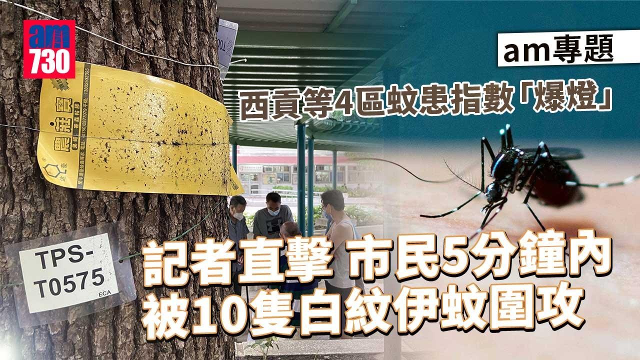 am專題｜西貢等4區蚊患指數「爆燈」-5分鐘10隻白紋伊蚊埋身吸血