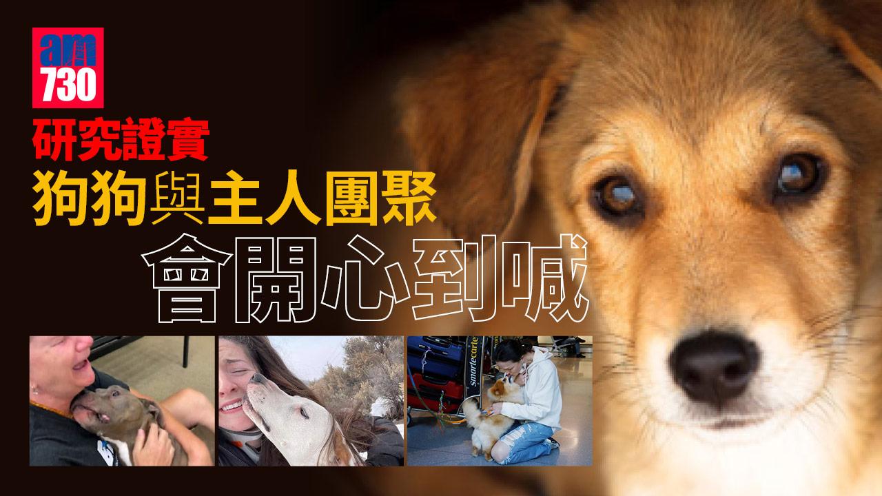 狗行為｜研究證實狗狗與主人團聚 會開心到喊