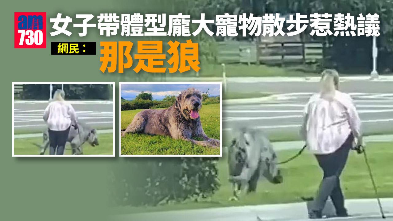 網上熱話｜女子遛狗惹熱議-網民：那是狼(有片)