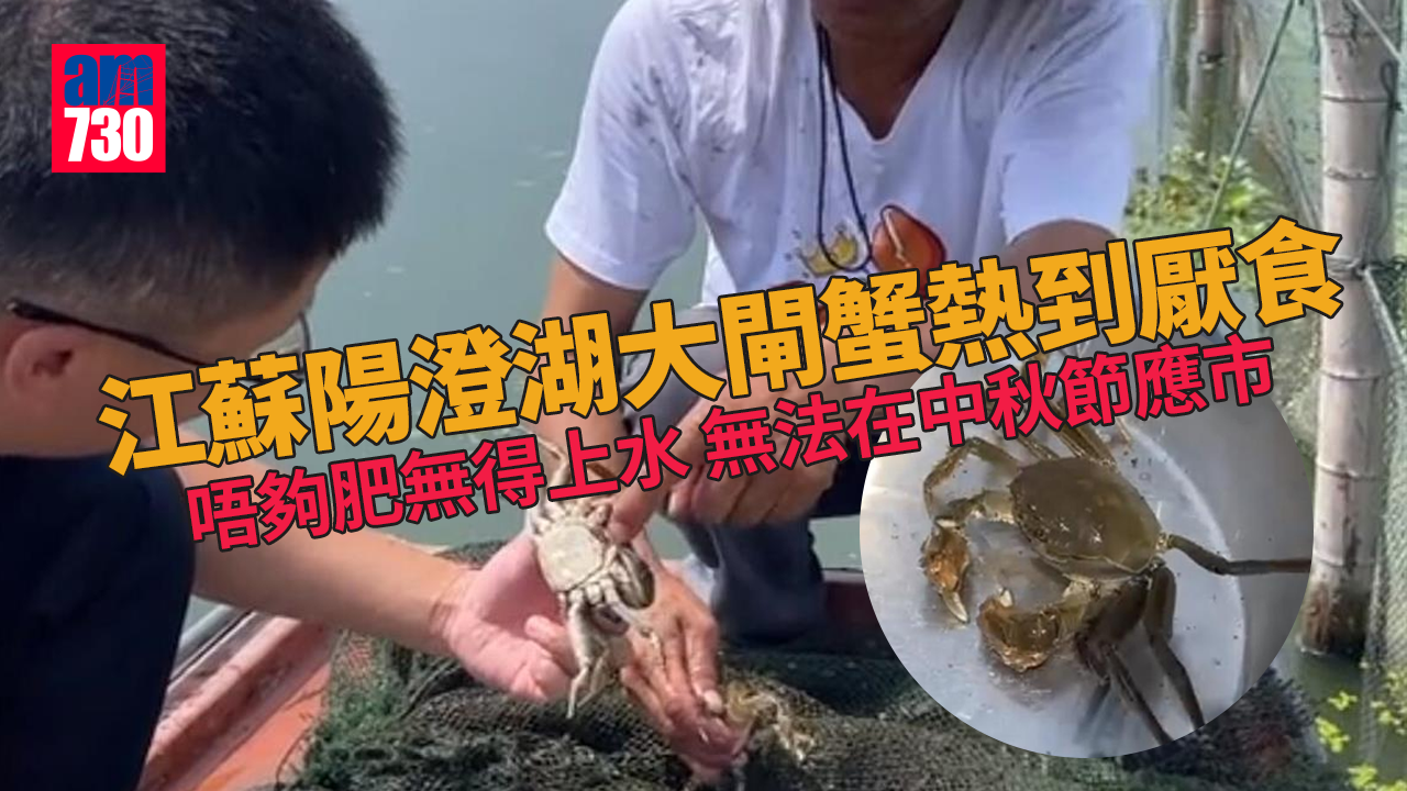 江蘇陽澄湖大閘蟹熱到厭食 唔夠肥無得上水過中秋節