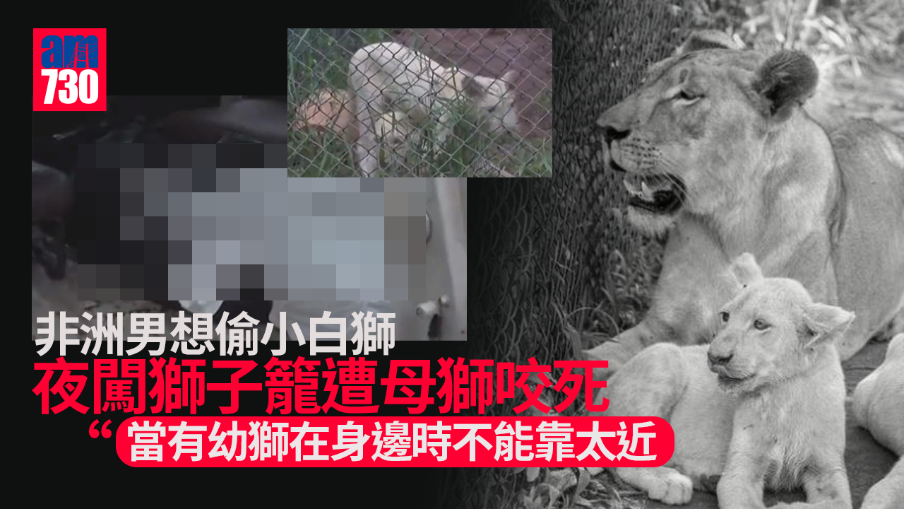 非洲男想偷小白獅　夜闖獅子籠遭母獅咬死(有片)