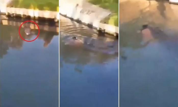 巨鱷咬著男屍在水面游動。(互聯網)