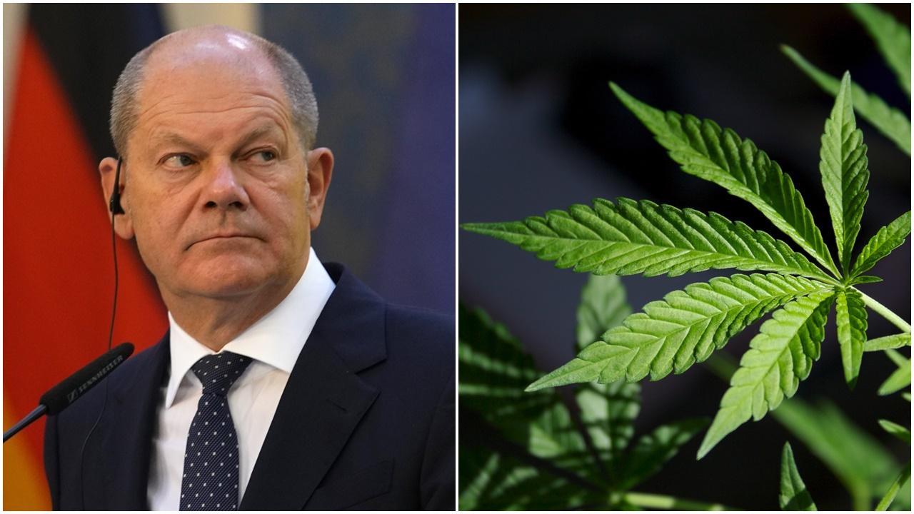 德國總理：將宣布大麻合法化。(資料圖片)
