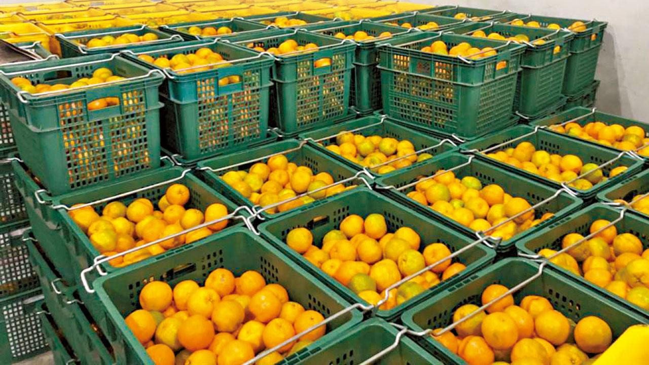 大陸停進口台柑橘類水果 禁輸台天然砂