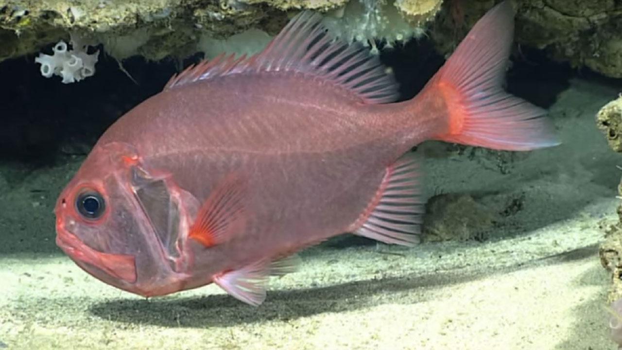 當寵物比你長命