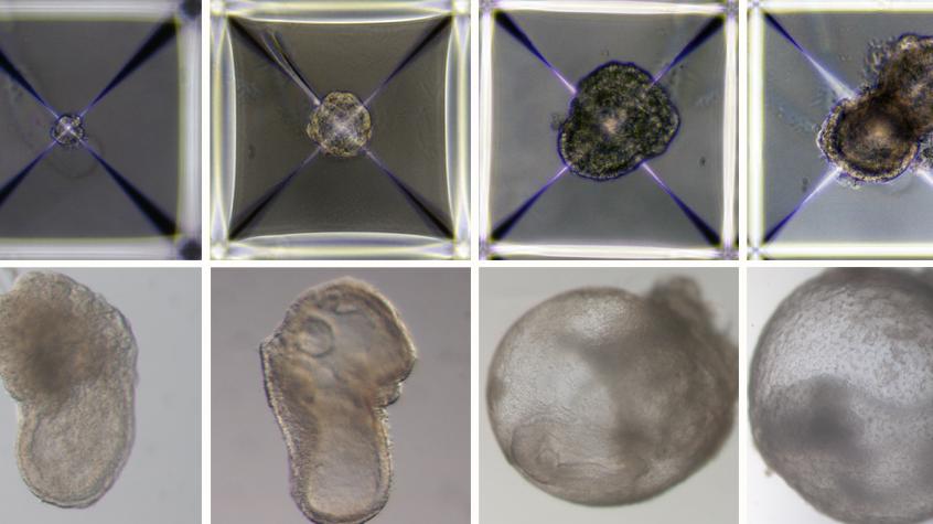 唔駛精子卵子！「科學怪鼠」胚胎誕生