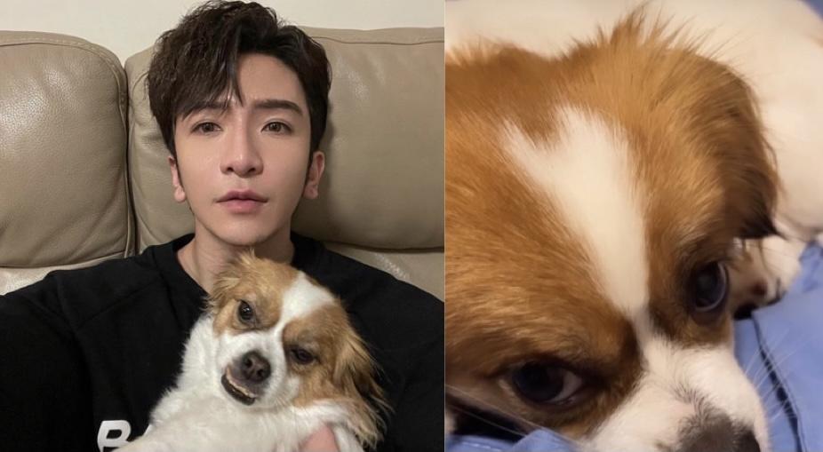 Anson Lo分享愛犬Amber短片   神徒：每個Story都唔係必然