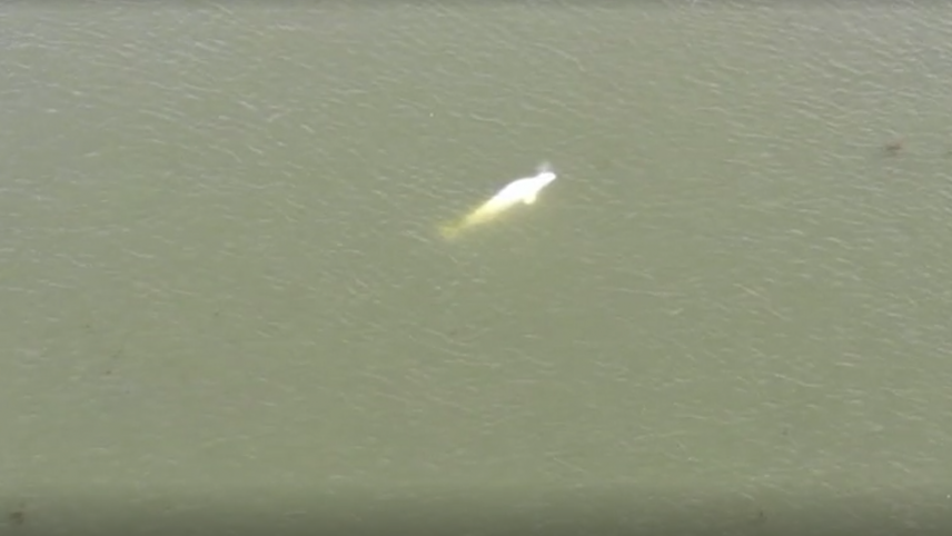 一條白鯨被發現在法國塞納河出沒。(影片截圖)