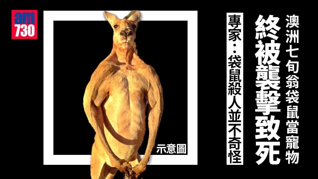 西澳洲七旬翁將袋鼠當寵物　最後被袋鼠襲擊致死