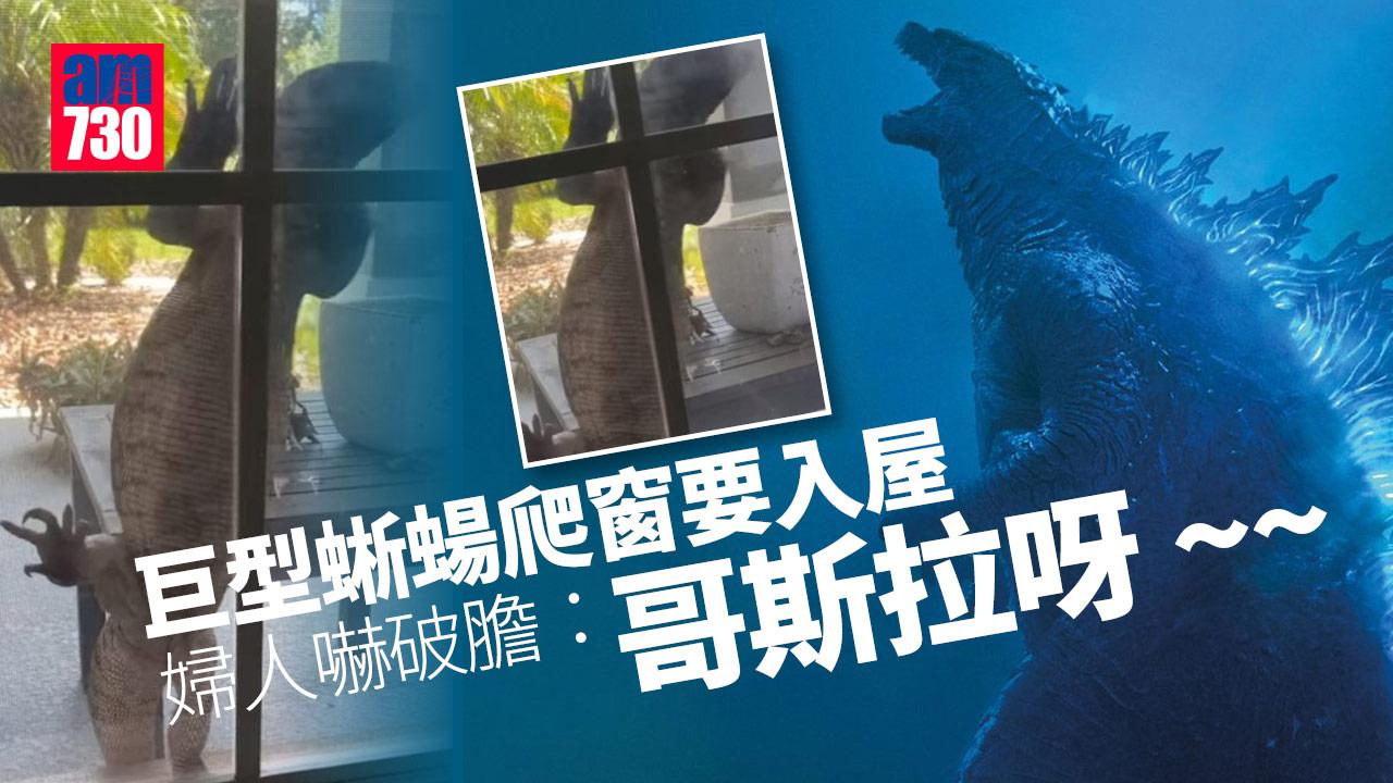 巨蜥窗上爬來爬去要入屋 美婦嚇破膽：像哥斯拉來襲！(有片)
