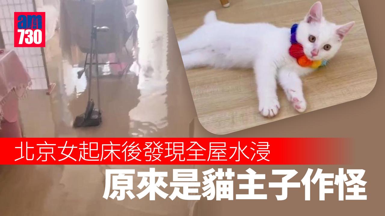 貓咪趁主人睡覺開水喉釀全屋水浸 主人無奈：沒有教訓牠，我打不過牠