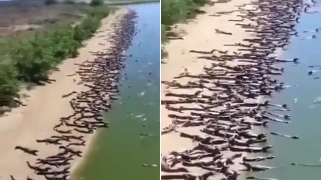 大批鱷魚聚集沙灘上，十分嚇人。(互聯網)