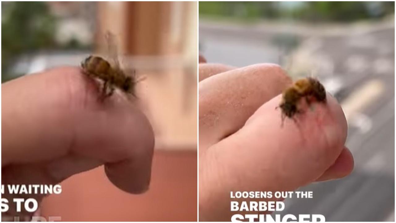 蜜蜂螫人會後悔？為逃死劫瘋狂轉圈，結果…。(IG)