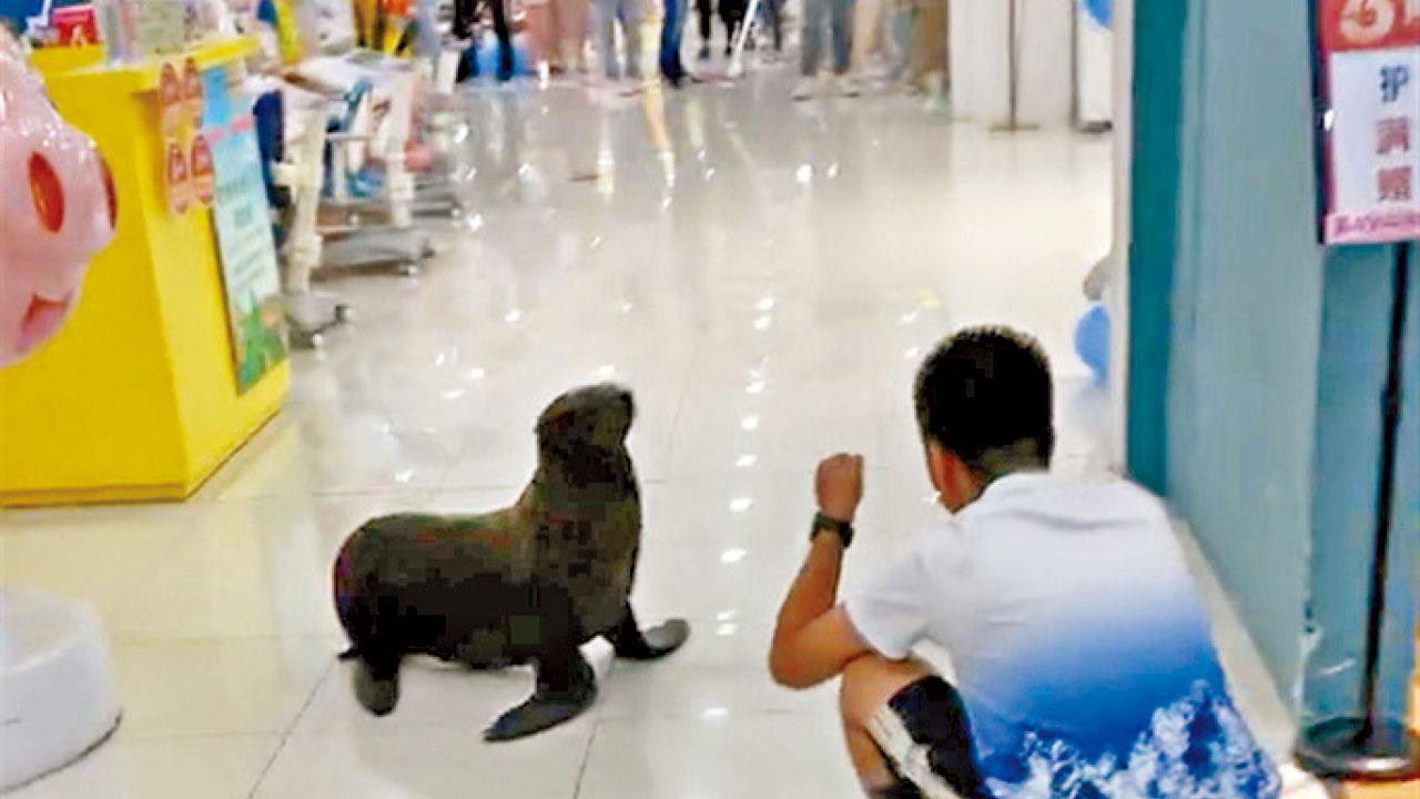 表演期間「罷工」 安徽海獅大逛商場