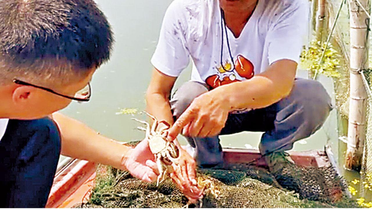 天氣太熱影響生長 陽澄湖大閘蟹中秋缺席